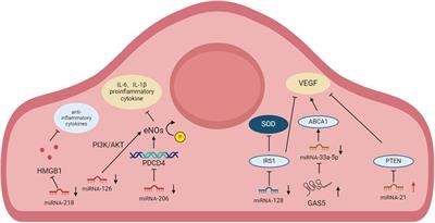 Role and mechanism of miRNA in cardiac microvascular endothelial cells in cardiovascular diseases